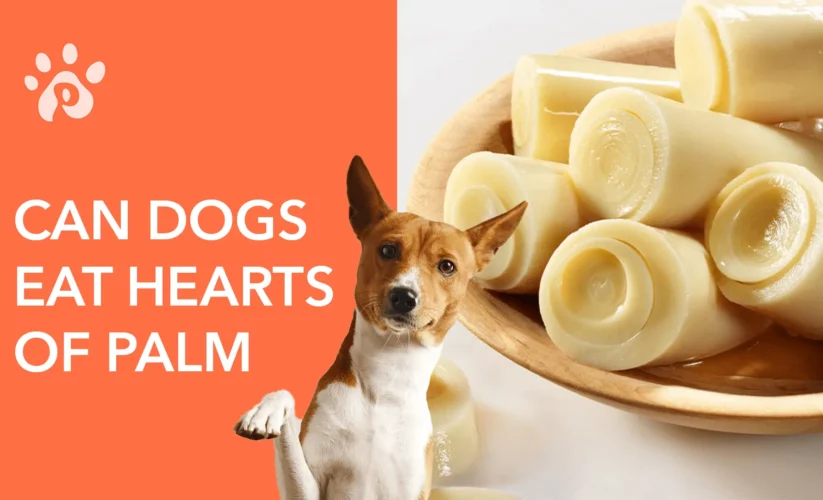 Can Dogs Eat Hearts of Palm?