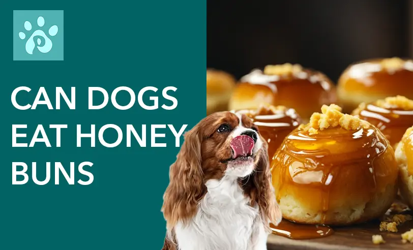 Can Dogs Eat Honey Buns?” – A Comprehensive Guide for Dog Owners