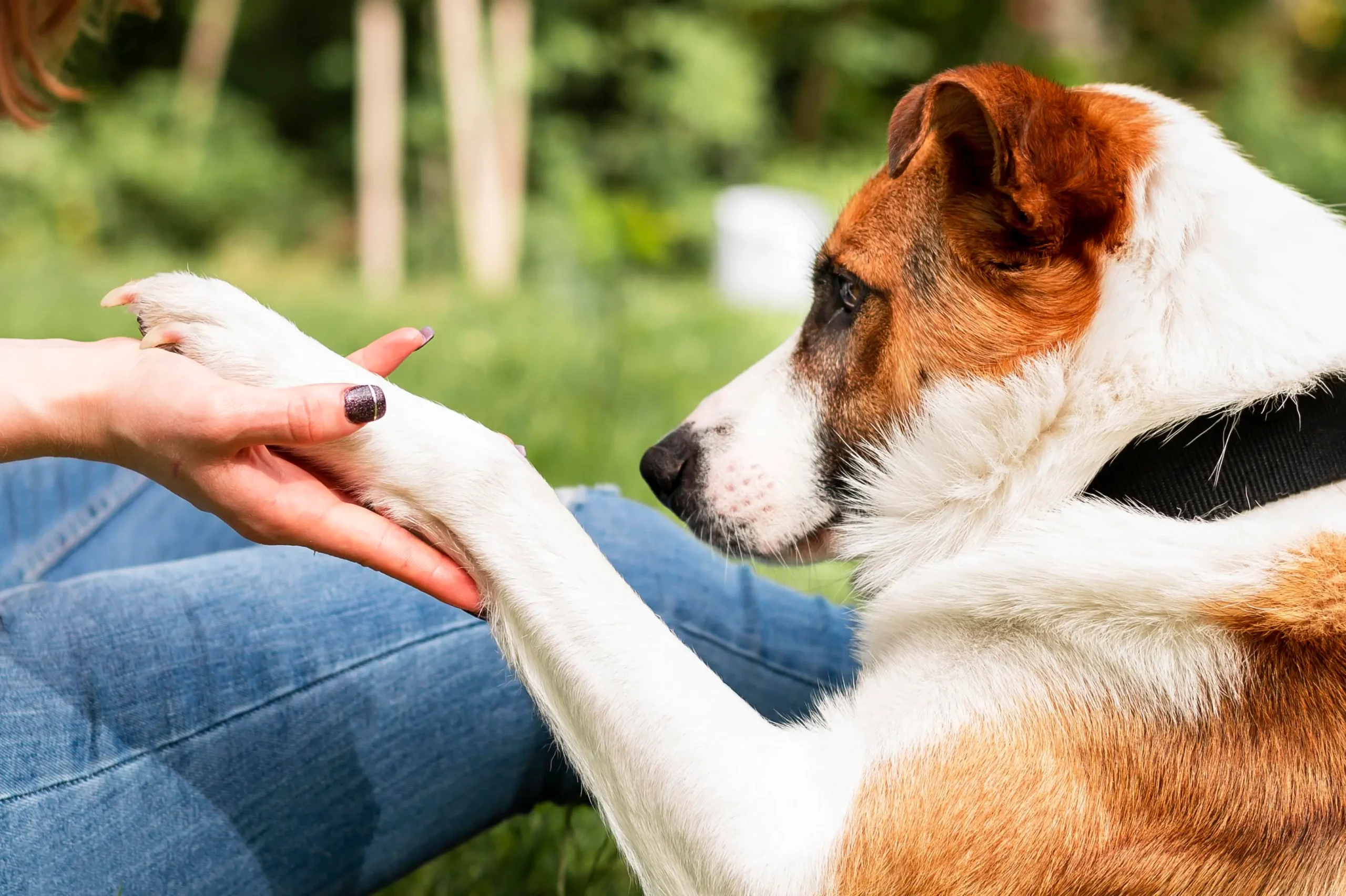 Breaking the Stigma: How to Rehome a Dog with Behavior Problems Successfully