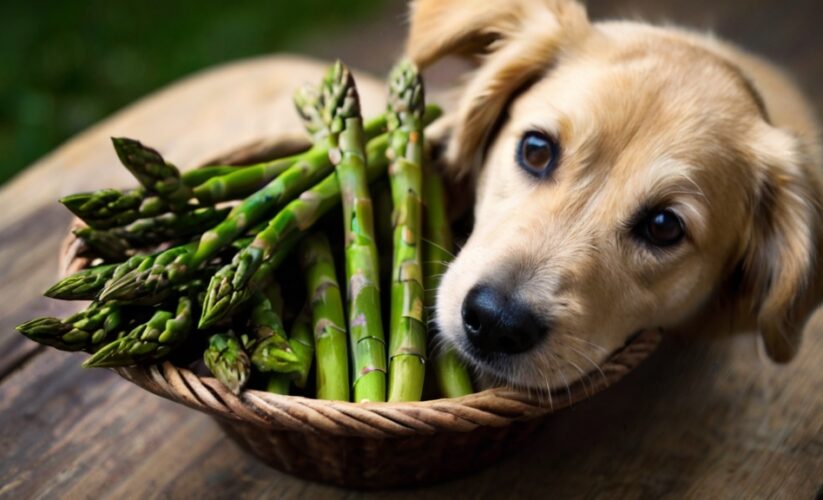 Can Dogs Eat Asparagus?